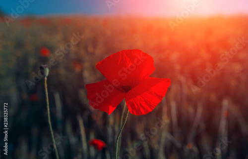 Fototapeta Naklejka Na Ścianę i Meble -  wild  pink flowers poppies in the field at sunset