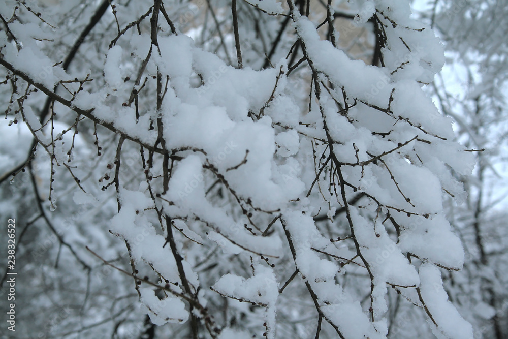 the first snow on tree branches