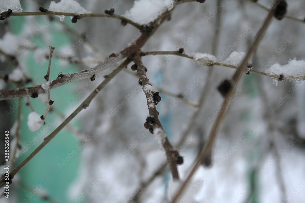 the first snow on tree branches the first snow on tree branches
