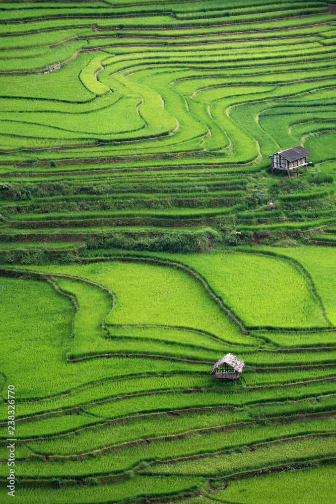 Rice terrace Mountains in Mu can chai, Vietnam
