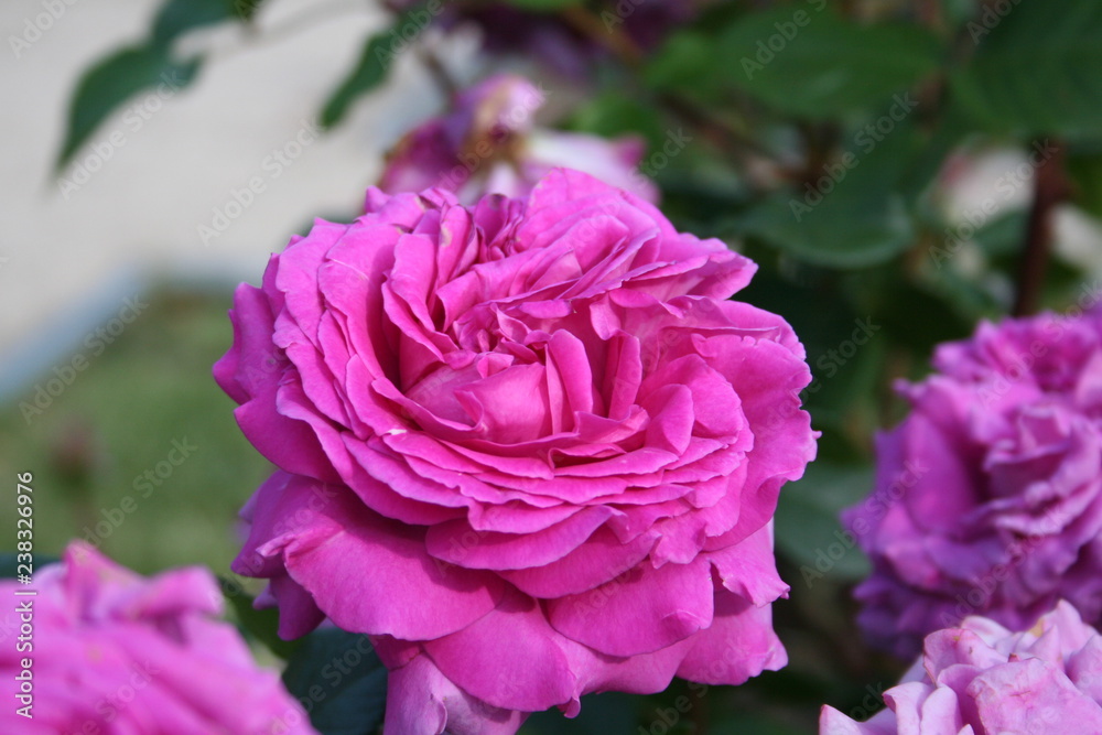Rosas Rosas