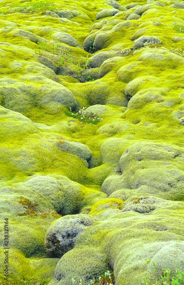 Altes Lavafeld Eldrhaun mit Moospolstern, weite Landschaft, Island / Iceland, Europa Altes Lavafeld Eldrhaun mit Moospolstern, weite Landschaft, Island / Iceland, Europa
