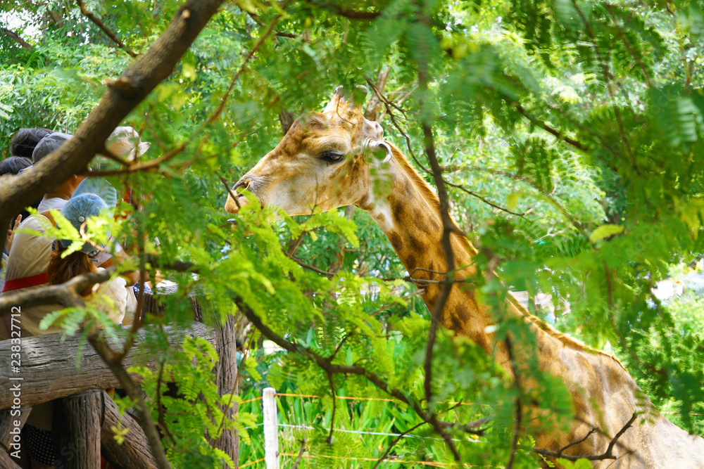 People watching giraffe animal at zoo, fresh green leaves foreground and background at high angle view. People watching giraffe animal at zoo, fresh green leaves foreground and background at high angle view.