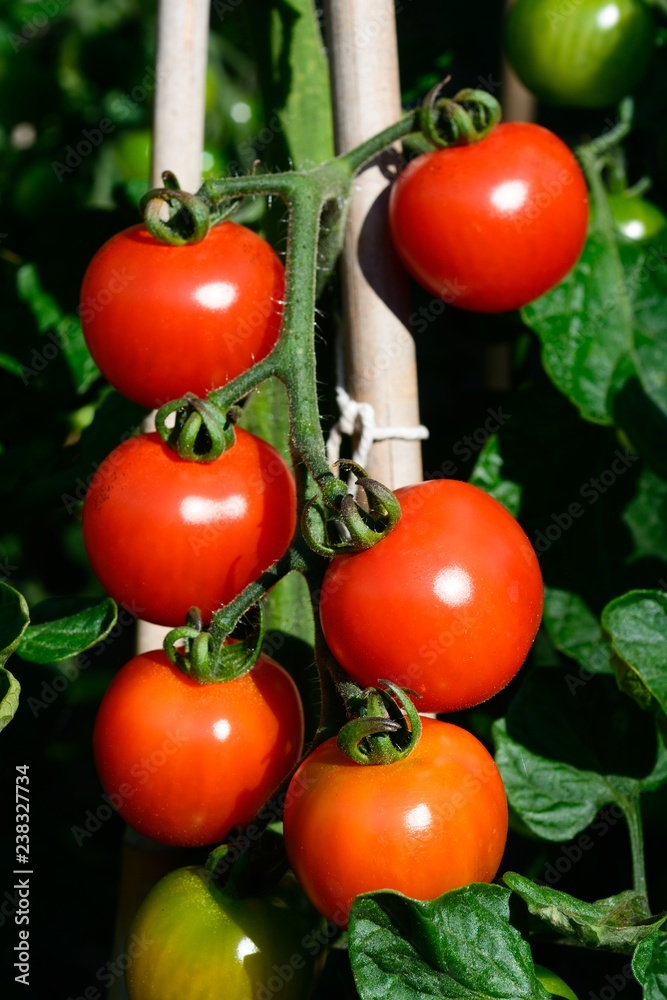 Alicante tomatoes ripening on the plant.