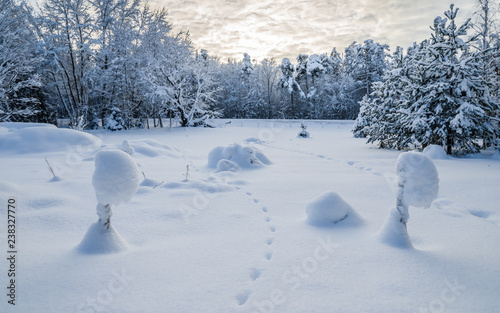 Snow-covered landscape in the countryside. Viitna, Estonia