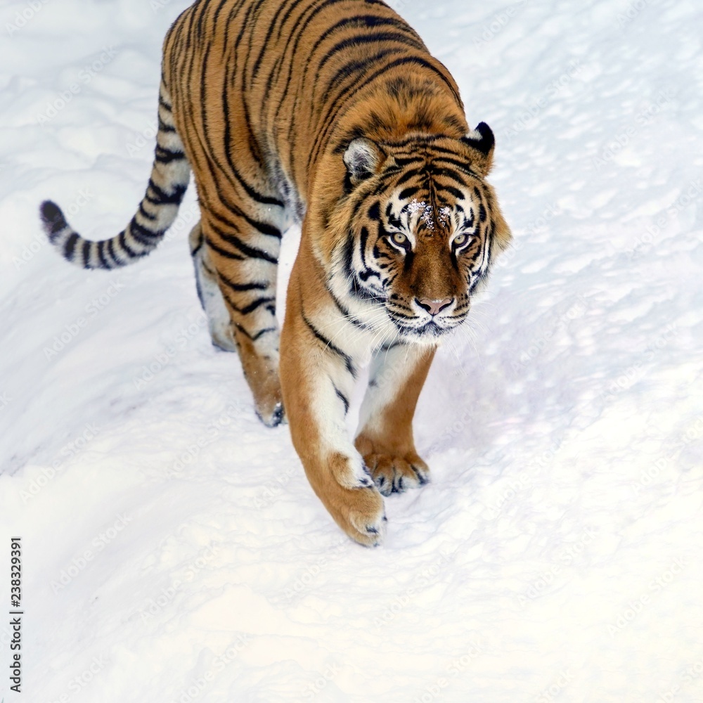 Fototapeta premium Tiger in white snow surface