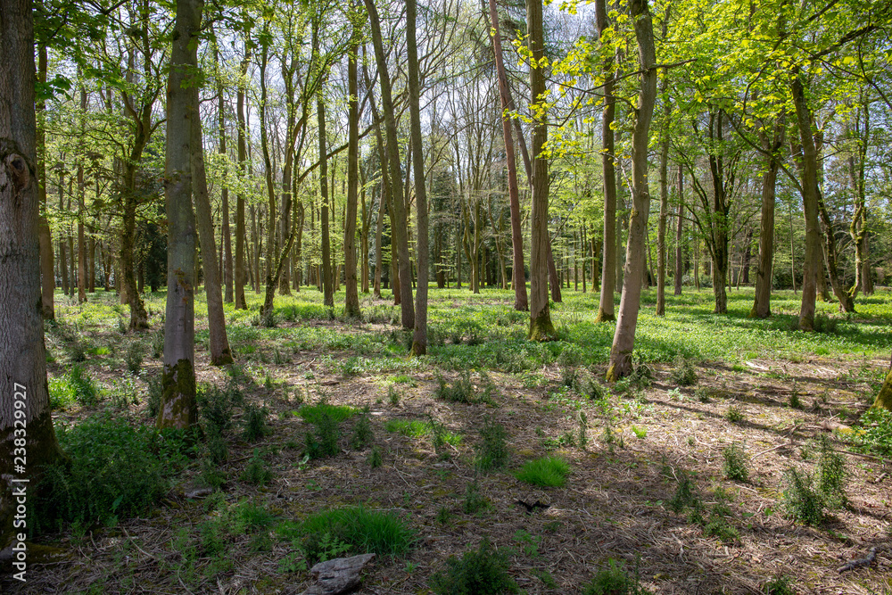 Fototapeta premium Sunlit Wood