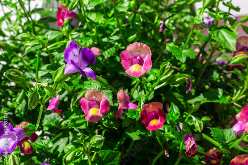 small flower  nature blossom background