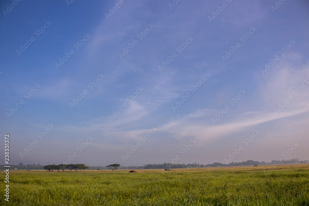 rice field meadow nature landscape