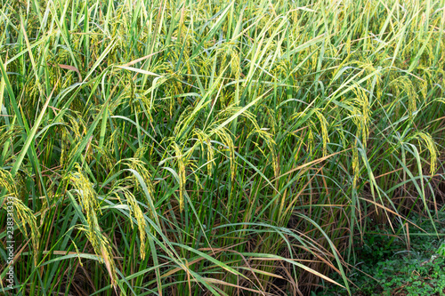 rice field meadow plant closeup