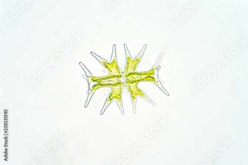 Micrasterias is a unicellular green algae under the microscope view, phytoplankton photo