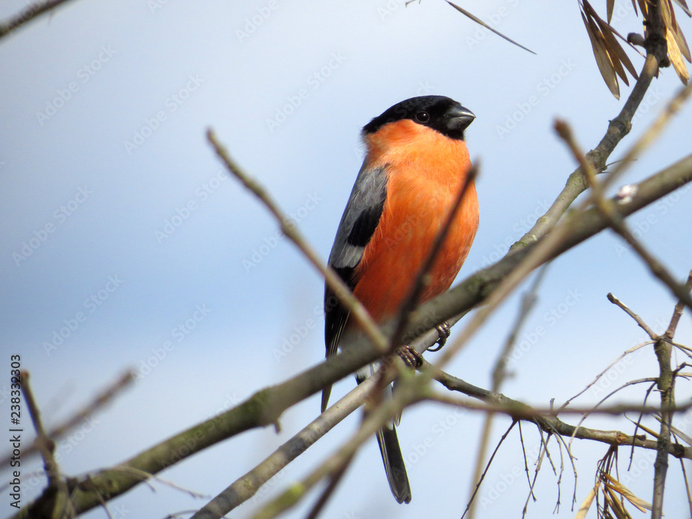 Bird on a branch Bird on a branch