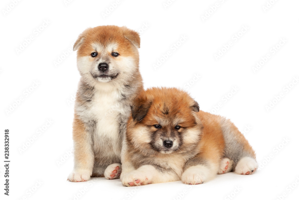 Obraz premium Akita Inu puppy dog on white background