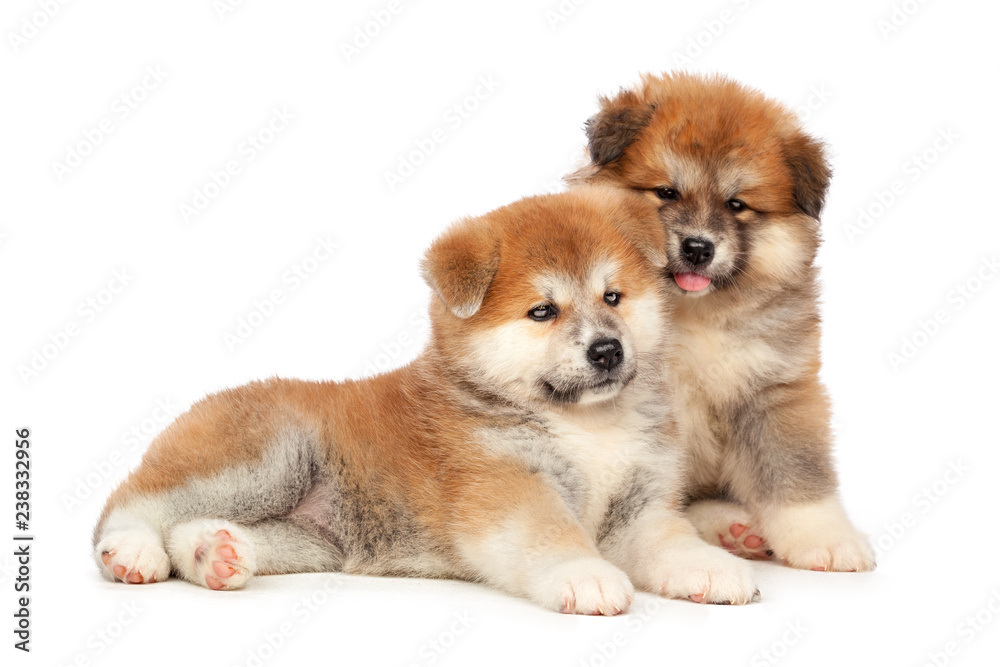 Obraz premium Akita Inu puppy dog on white background