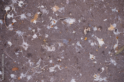 Pigeons Guano Dropping on Asphalt Road Surface in a City as Abstract Splashing Stained of Birds Excrement Texture Background or Pattern. Concept of Sanitary, Health, histoplasmosis, Hygienic Problem photo