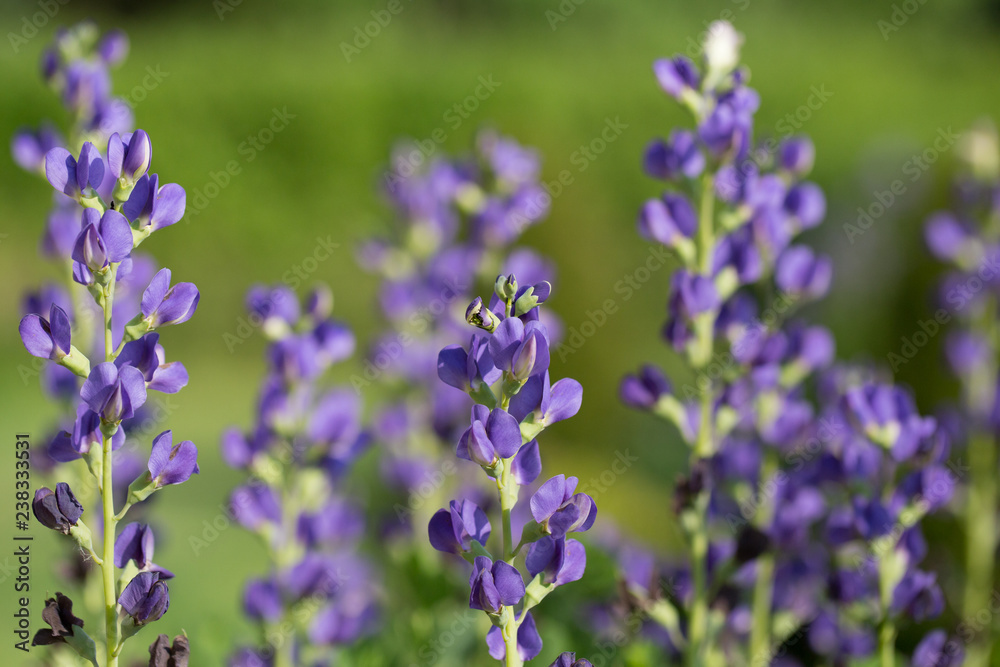 Obraz premium wild flower