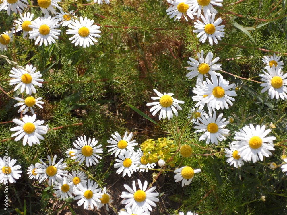 Fototapeta premium field of daisies