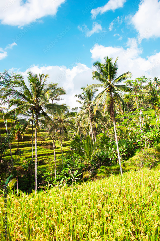 Tegallalang Rice Terraces. Ubud, Bali, Indonesia. Beautiful green rice fields, natural background. Travel concept, famous places of Bali.