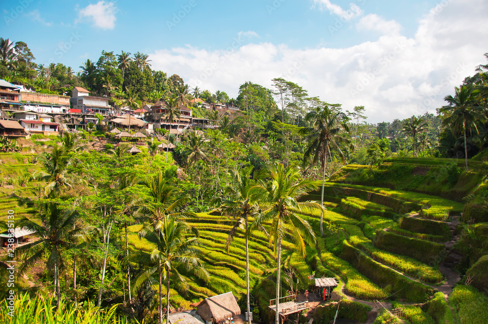 Tegallalang Rice Terraces. Ubud, Bali, Indonesia. Beautiful green rice fields, natural background. Travel concept, famous places of Bali. Tegallalang Rice Terraces. Ubud, Bali, Indonesia. Beautiful green rice fields, natural background. Travel concept, famous places of Bali.