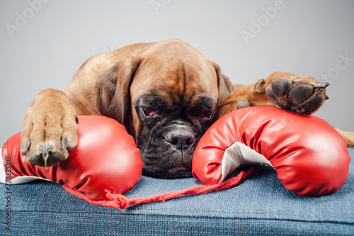 Boxer dog lying down with red boxing gloves.