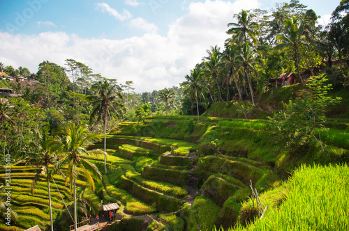 Tegallalang Rice Terraces. Ubud, Bali, Indonesia. Beautiful green rice fields, natural background. Travel concept, famous places of Bali.