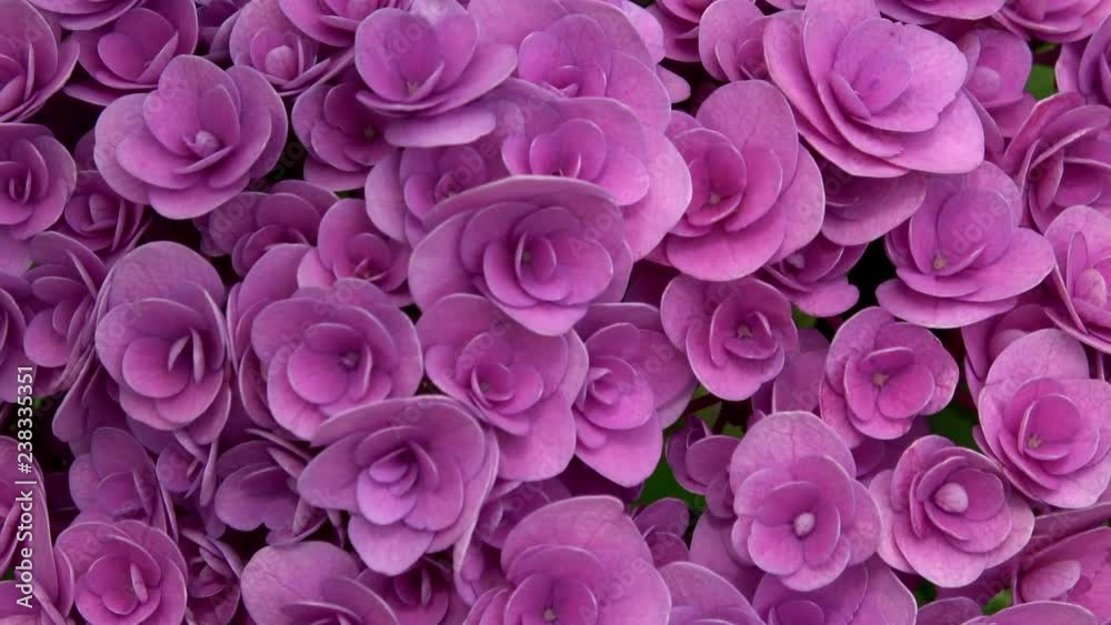 Closeup of the hydrangea flower, 4K Closeup of the hydrangea flower, 4K