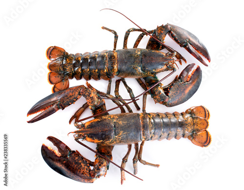 Fototapeta Naklejka Na Ścianę i Meble -  lobsters in studio