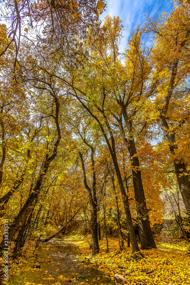 Fototapeta premium Stream and trees with golden leaves under the sky