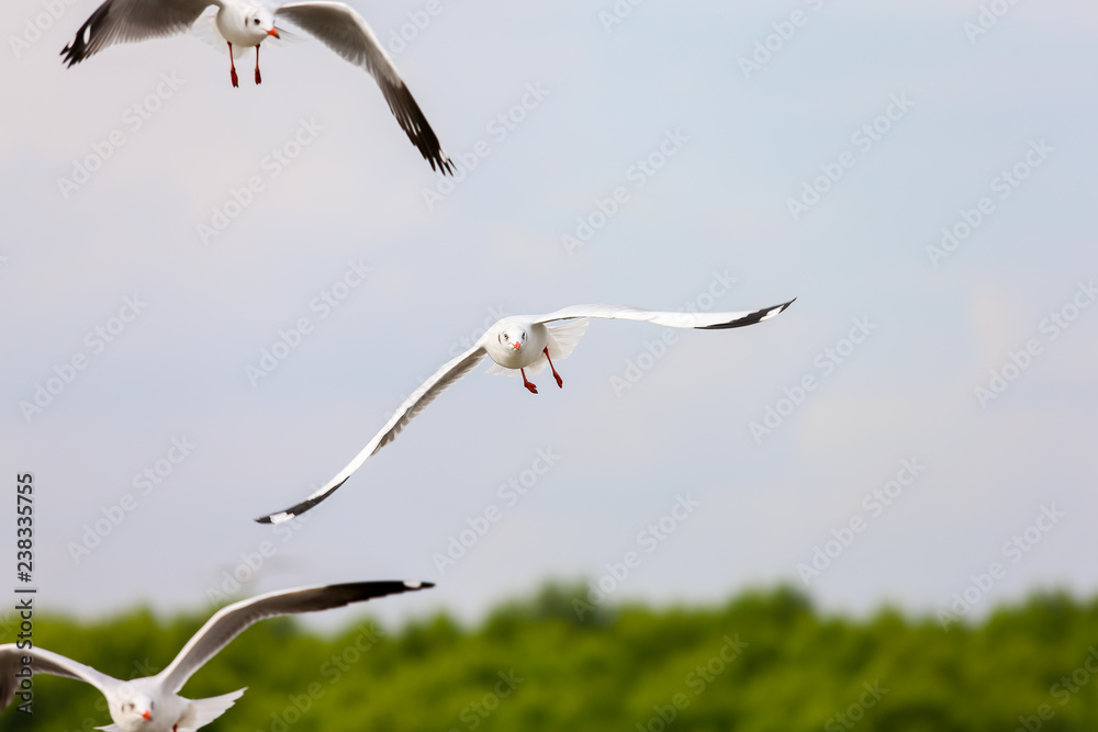Fototapeta premium seagull in flight