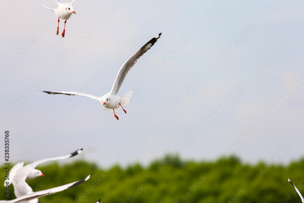 Obraz premium seagull in flight