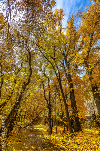 Stream and trees with golden leaves under the sky