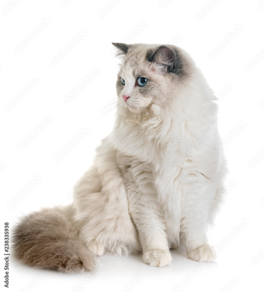 ragdoll cat in studio Stock Photo | Adobe Stock