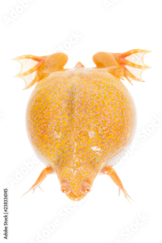 Albino african clawed frog on white background photo