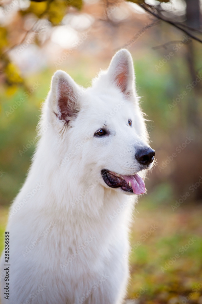 White swiss shepherd dog in autumn park