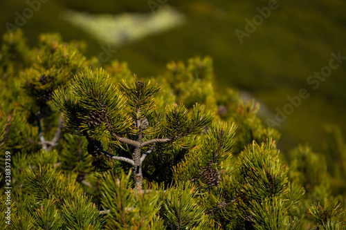 Mountain pine