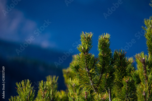 Mountain pine