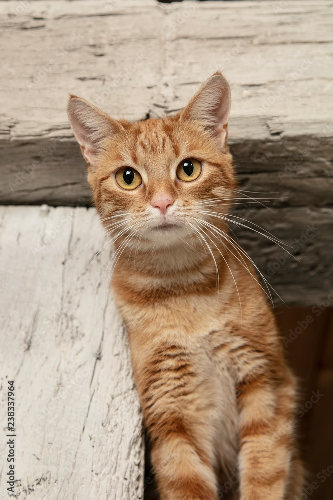 red-haired cat is staring at the lens