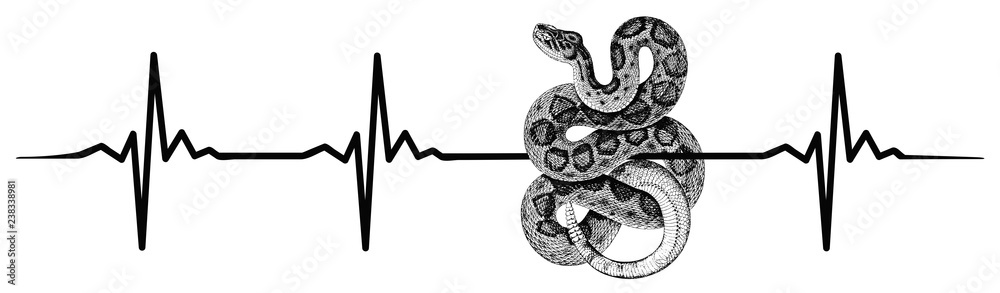 Fototapeta premium Bicie serca węża #isolated #vector - bicie serca węża
