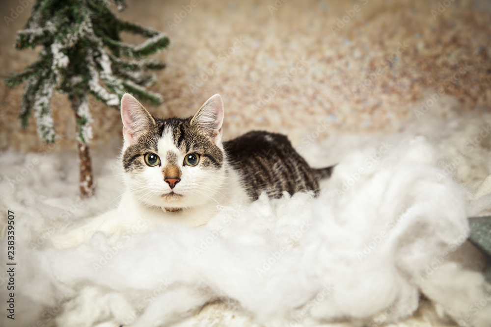 Katze hält wache Katze hält wache