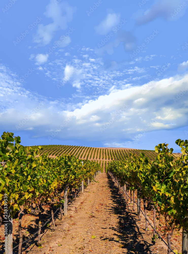 Vineyard landscape with blue cloudy sky