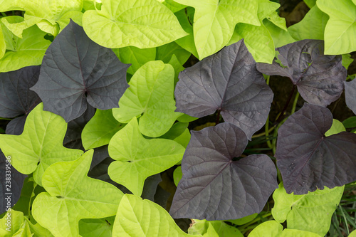 Full frame background of bright green and dark purple leaves