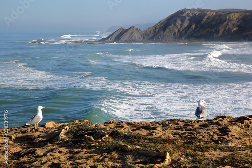 Close-up on seagulls overlooking Amoreira beach near Aljezur, with colorful landscape and dramatic cliffs, Costa Vicentina, Algarve, Portugal
