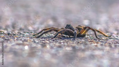 Wolf spider isolated on gray surface in Utah