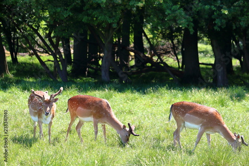 Group of deers in Jaegersborg Dyrehave (Deer Park) near Copenhagen, Denmark. photo