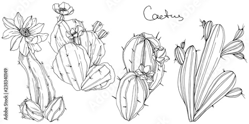 Vector Cacti floral botanical flower. Black and white engraved ink art. Isolated cacti illustration element.