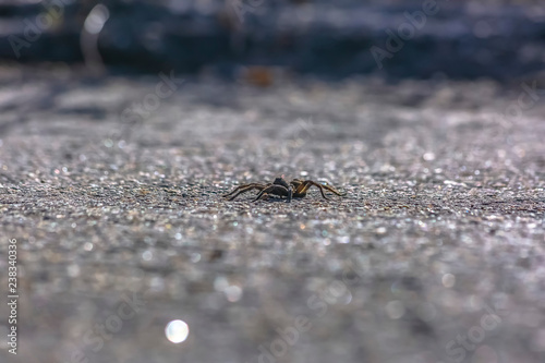 Wolf spider on the rough road in Utah