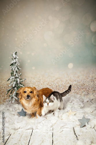 Fototapeta Naklejka Na Ścianę i Meble -  Katze und Hund im Winter