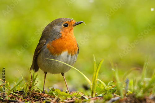 European Robin / Erithacus rubecula