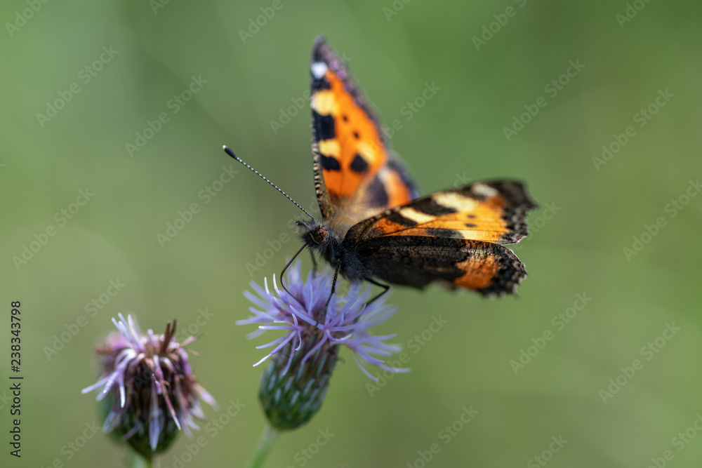 Closeup view of a small tortoiseshell butterfly Closeup view of a small tortoiseshell butterfly