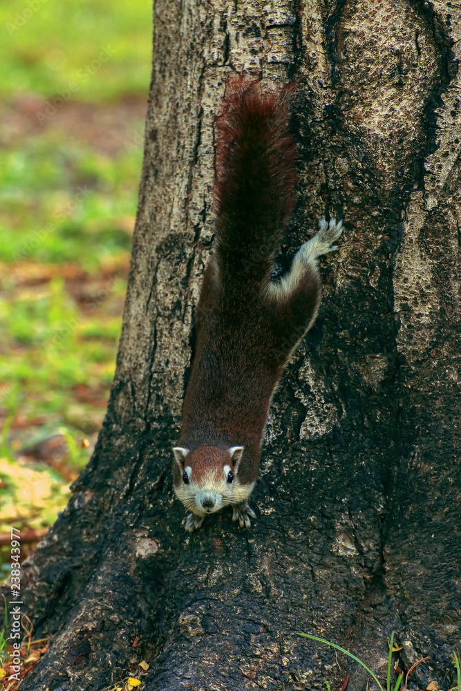 Squirrel on the tree in acting pose to cute in Thailand public park. Squirrel on the tree in acting pose to cute in Thailand public park.